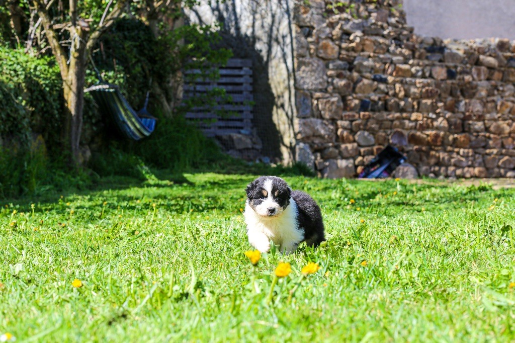 Opal Aussie - Chiots disponibles - Berger Australien