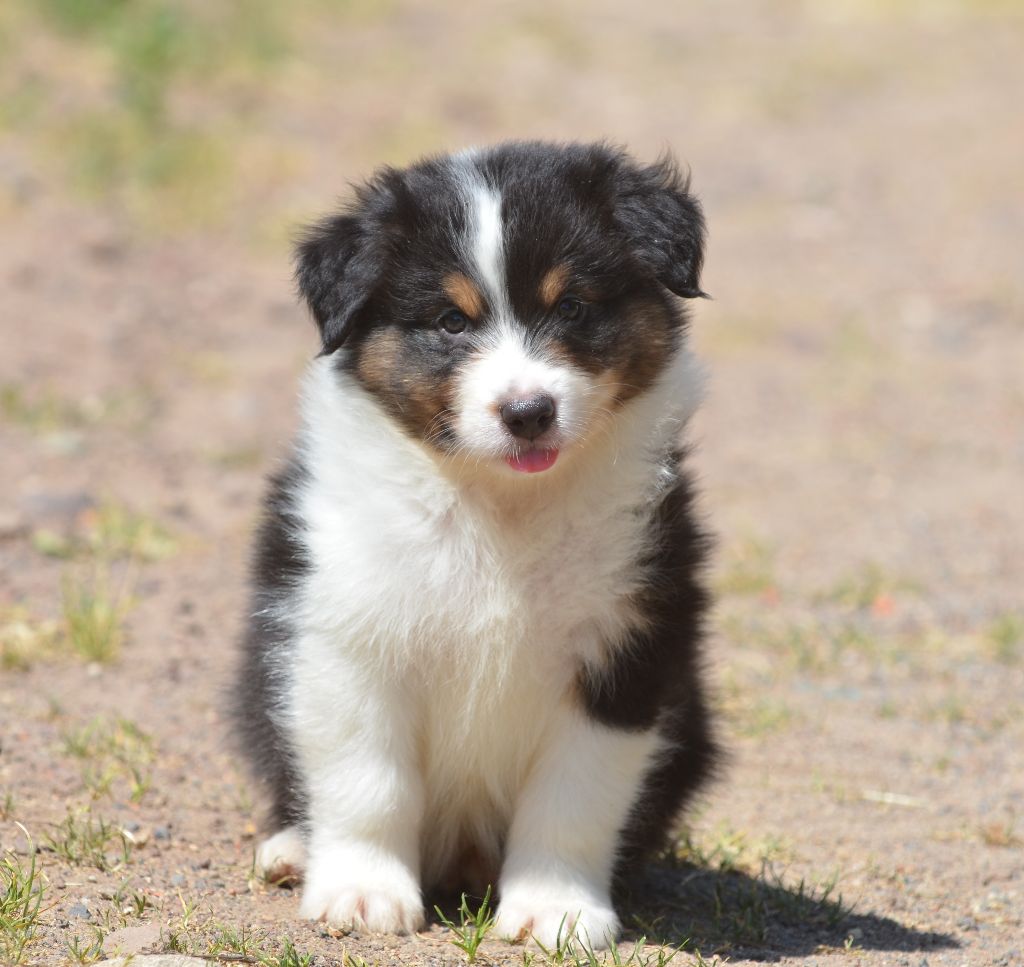 Opal Aussie - Chiots disponibles - Berger Australien
