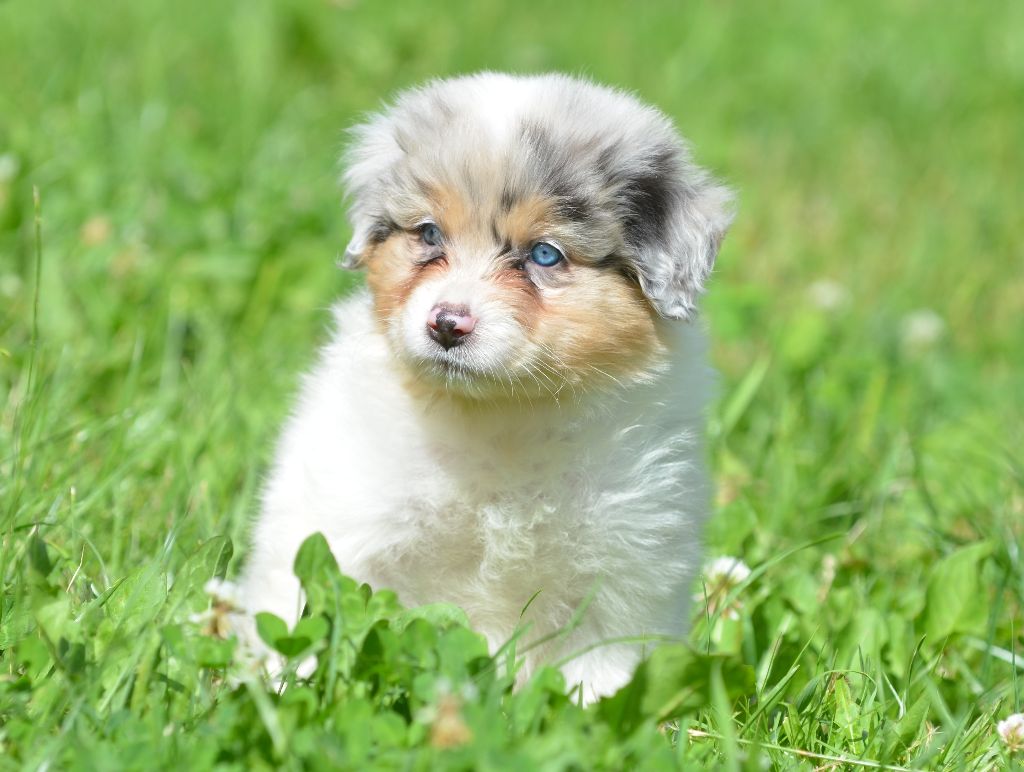 Opal Aussie - Chiots disponibles - Berger Australien