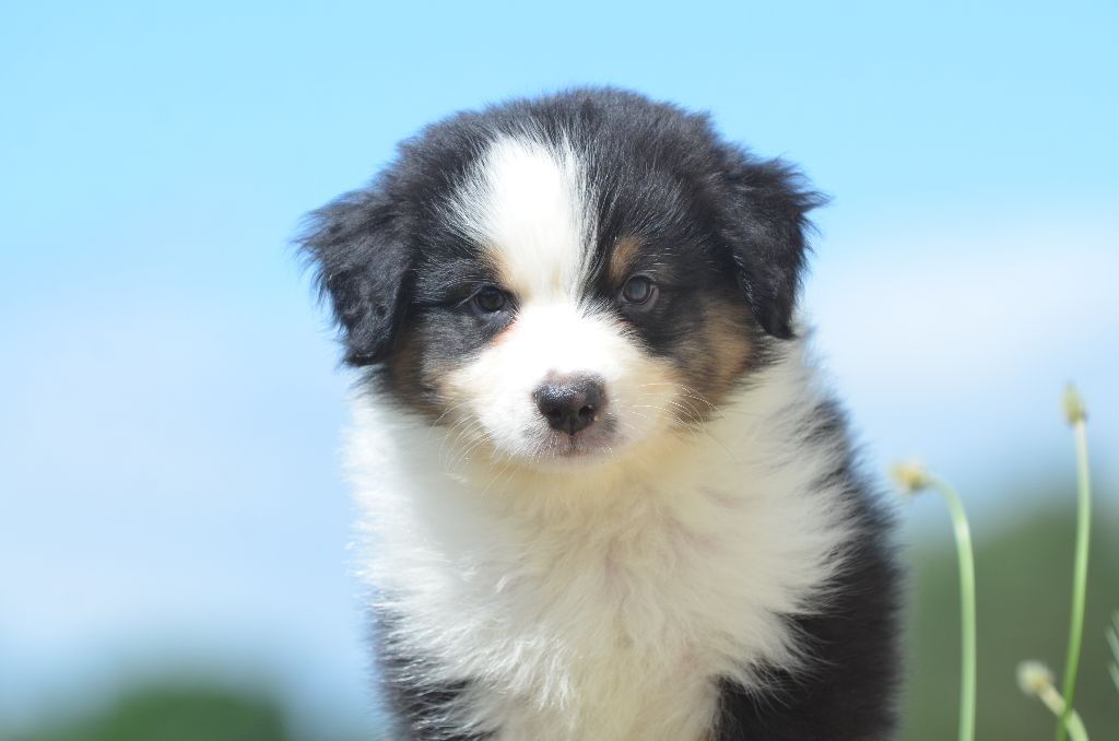 Opal Aussie - Chiots disponibles - Berger Australien