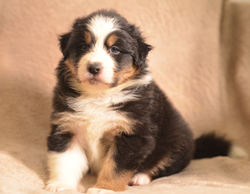 Opal Aussie - Chiots disponibles - Berger Australien