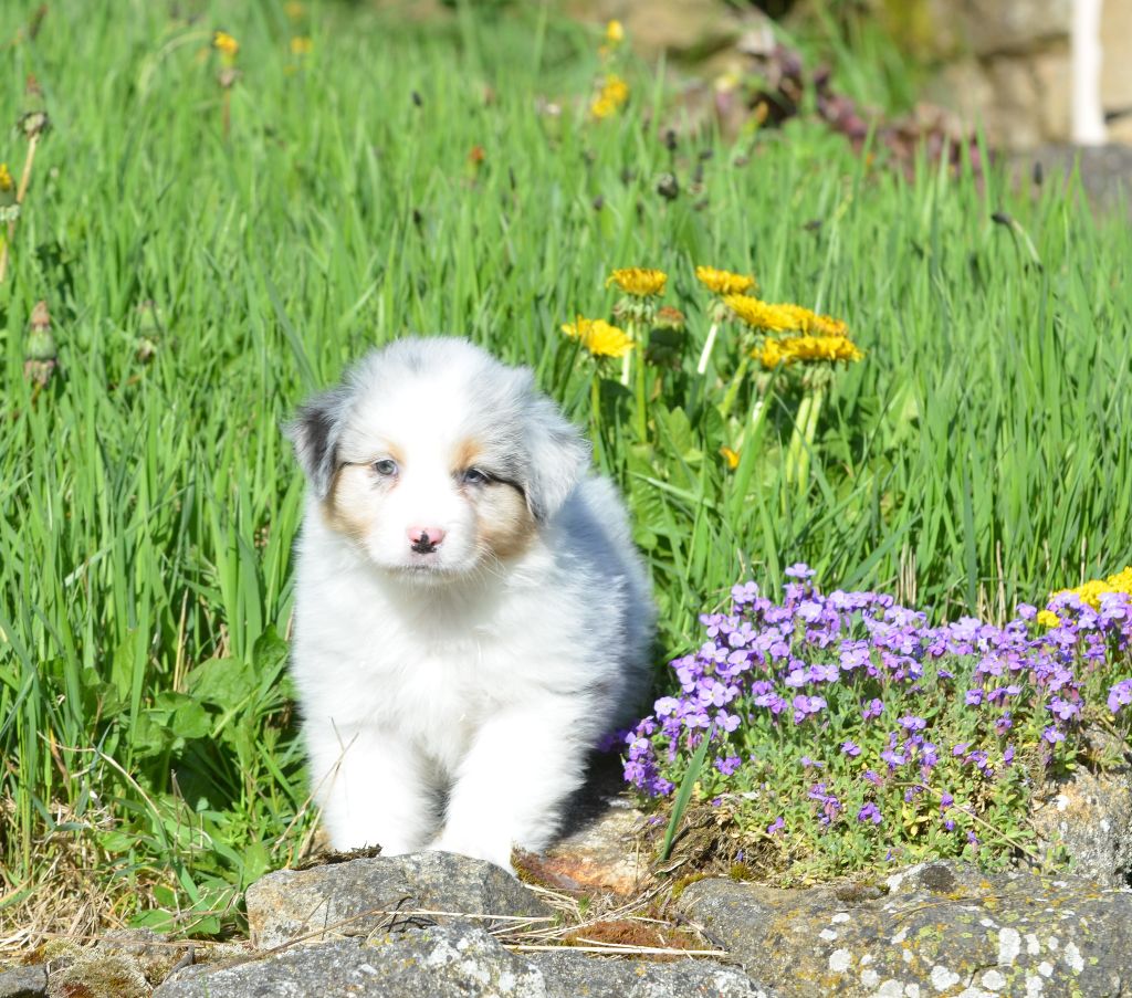 Opal Aussie - Chiots disponibles - Berger Australien