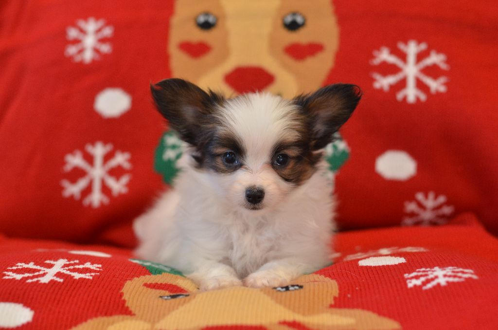 Opal Aussie - Chiots disponibles - Epagneul nain Continental (Papillon)