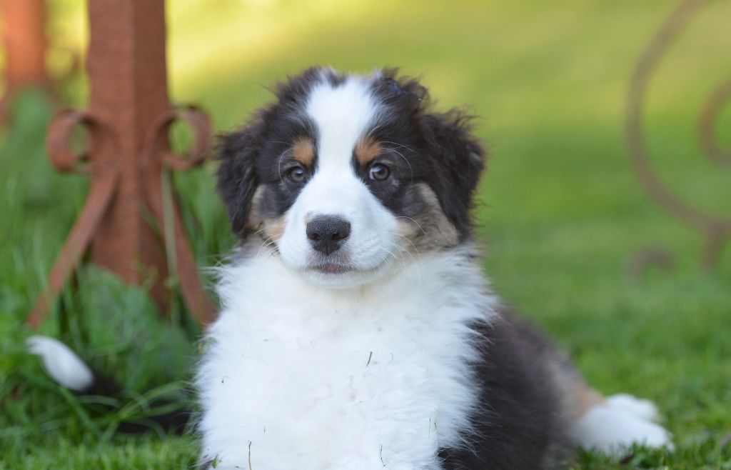 Opal Aussie - Chiots disponibles - Berger Australien