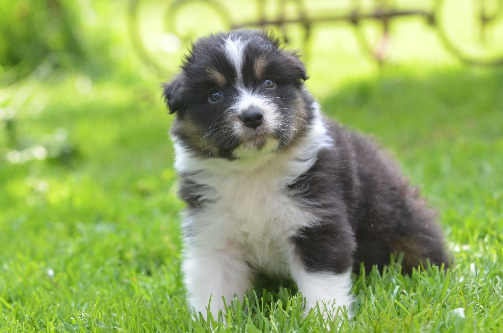 Opal Aussie - Chiots disponibles - Berger Australien