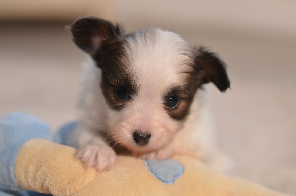 Opal Aussie - Chiots disponibles - Epagneul nain Continental (Papillon)