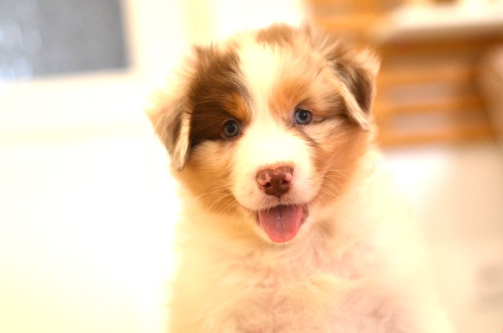 Opal Aussie - Chiots disponibles - Berger Australien