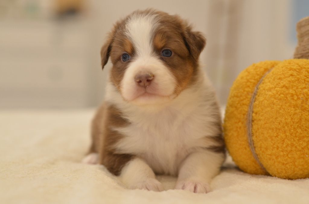 Opal Aussie - Chiots disponibles - Berger Australien