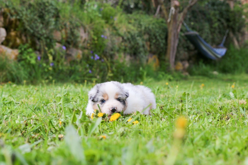 Opal Aussie - Chiots disponibles - Berger Australien