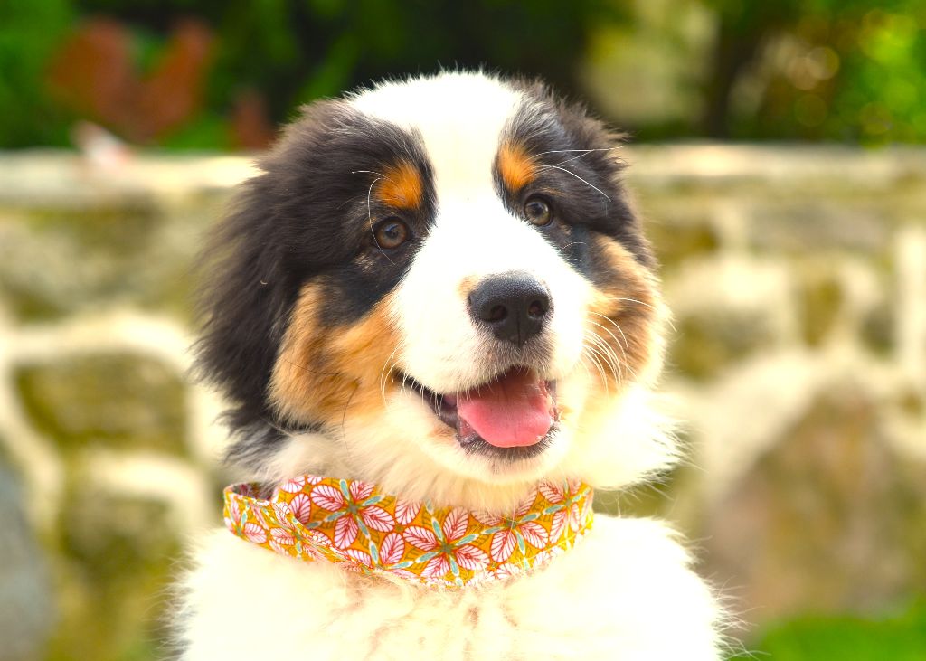 Opal Aussie - Chiots disponibles - Berger Australien