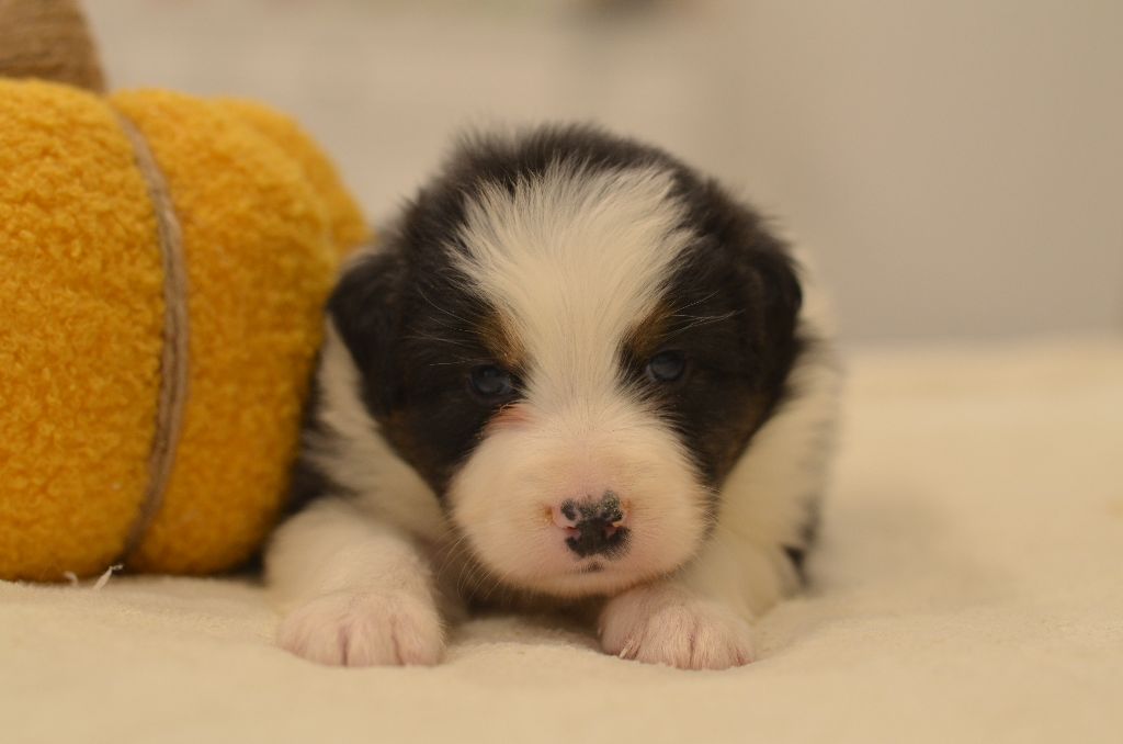Opal Aussie - Chiots disponibles - Berger Australien