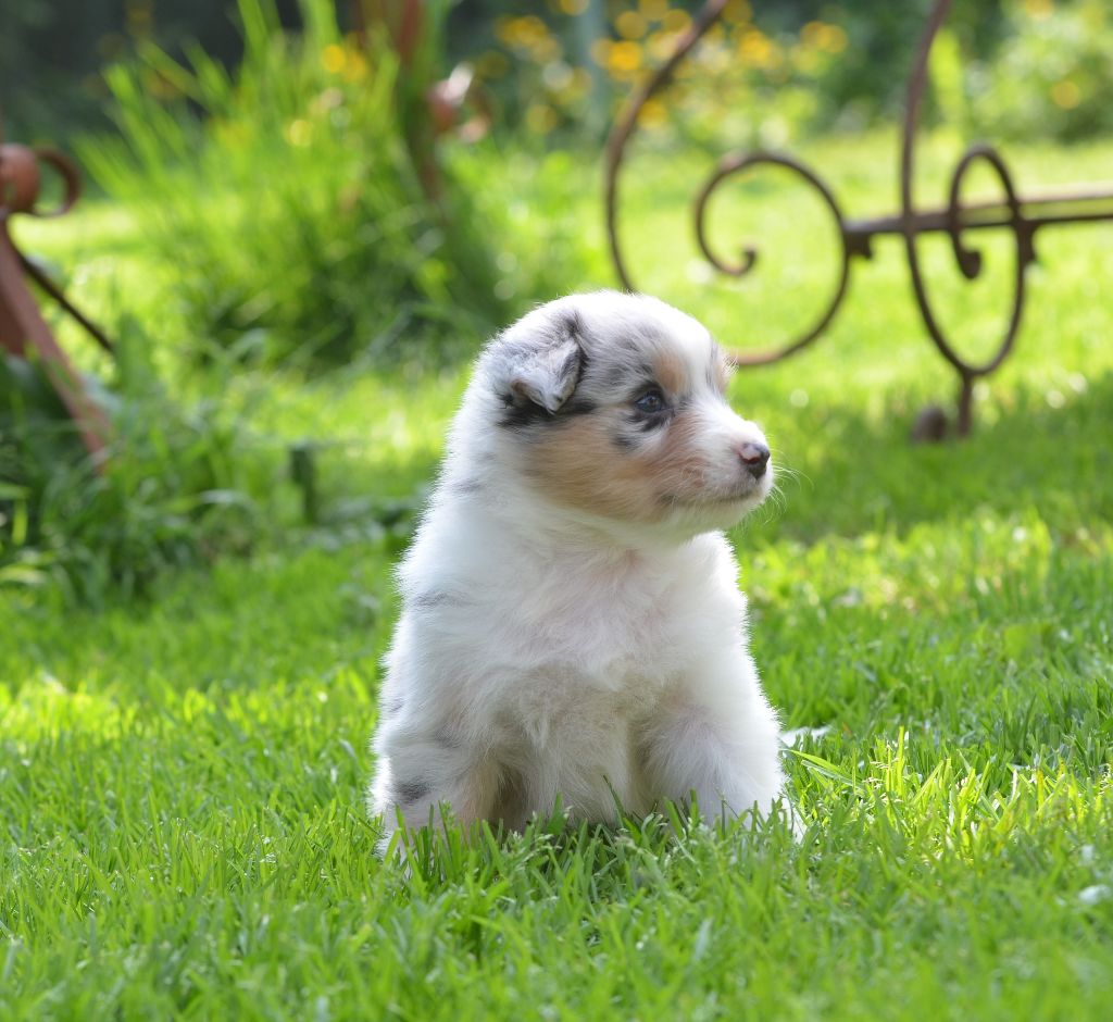 Opal Aussie - Chiots disponibles - Berger Australien