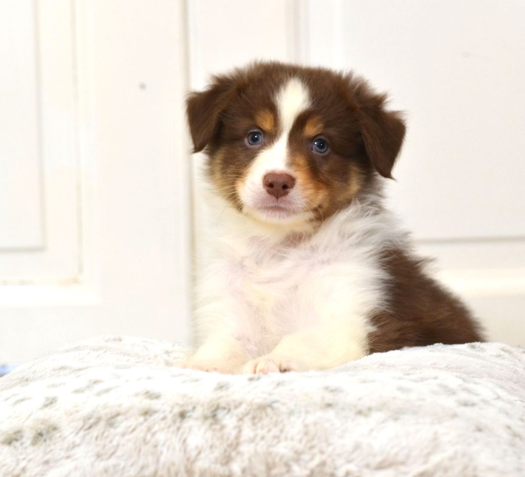 Opal Aussie - Chiots disponibles - Berger Australien