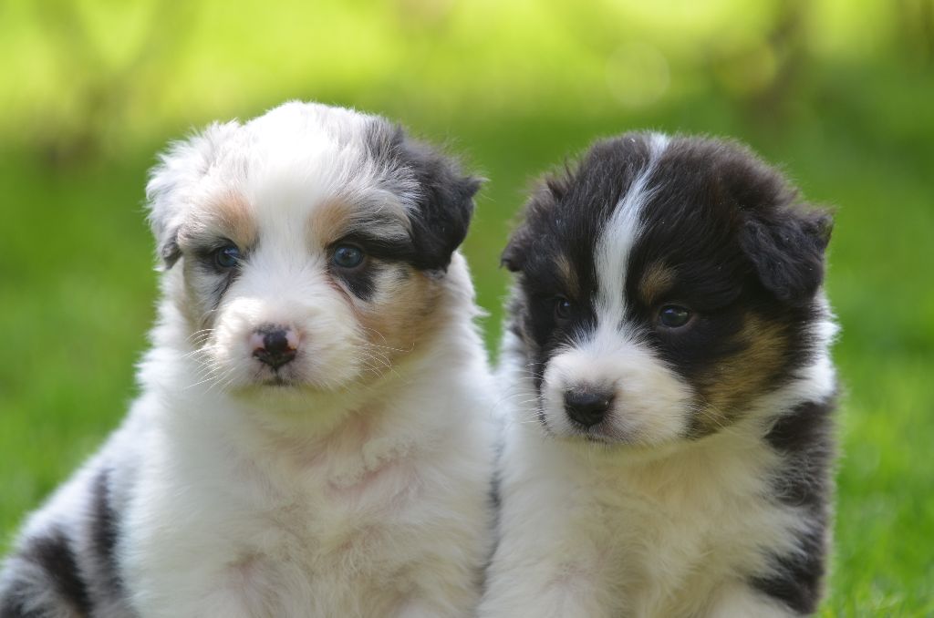 Opal Aussie - Berger Australien - Portée née le 19/05/2025