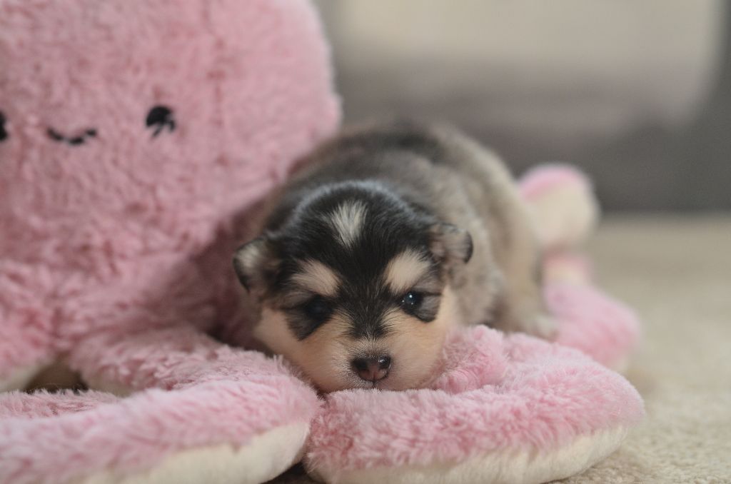 Opal Aussie - Chiots disponibles - Chien finnois de Laponie