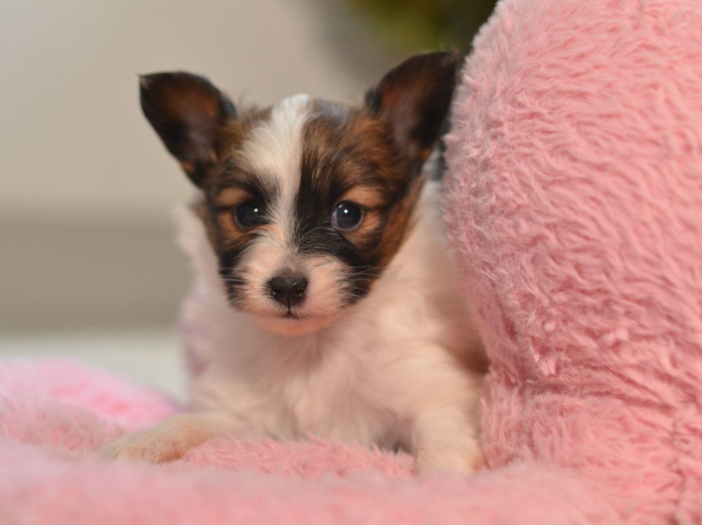 Opal Aussie - Chiots disponibles - Epagneul nain Continental (Papillon)