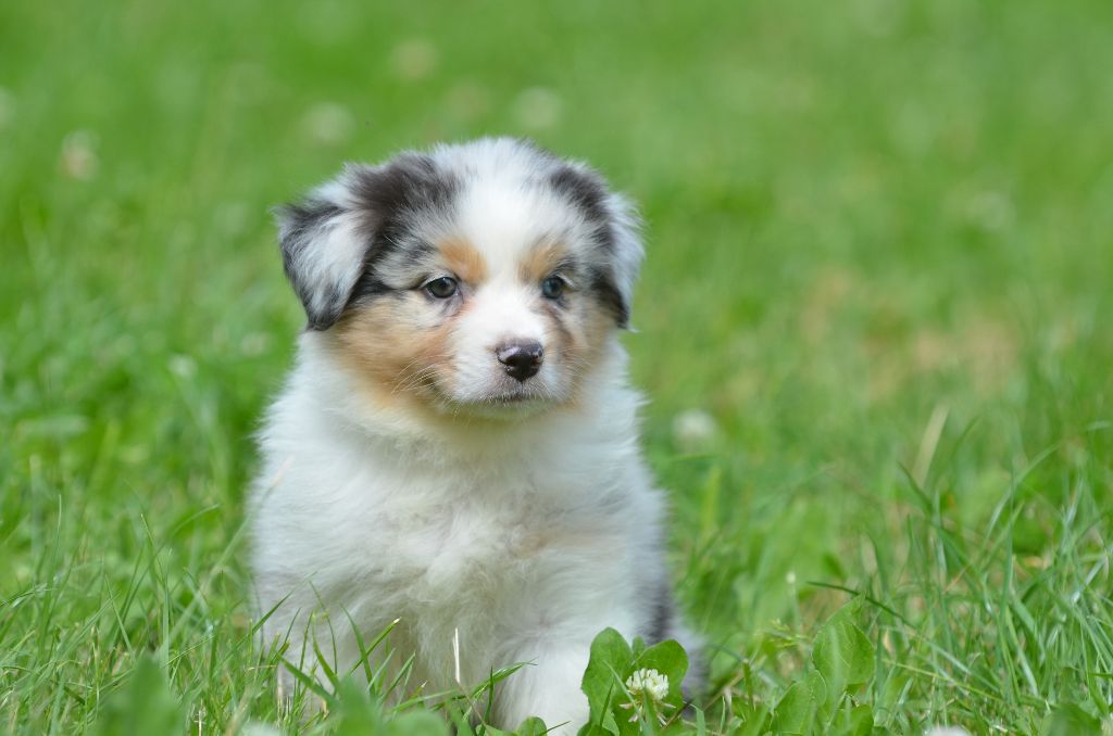 Opal Aussie - Chiots disponibles - Berger Australien