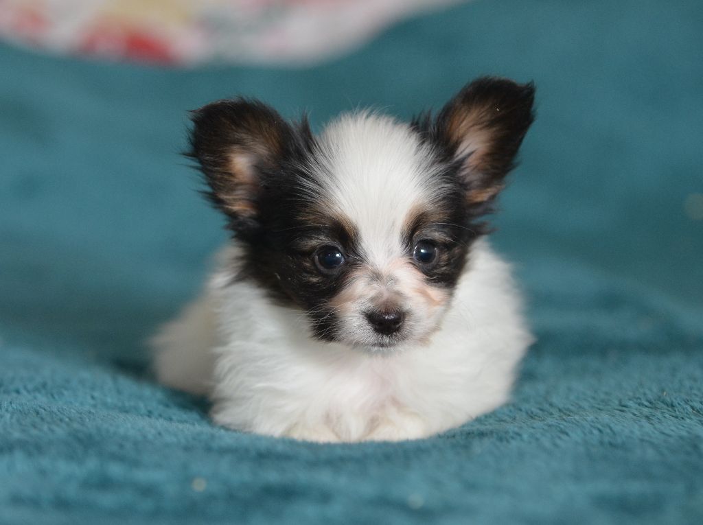 Opal Aussie - Chiots disponibles - Epagneul nain Continental (Papillon)
