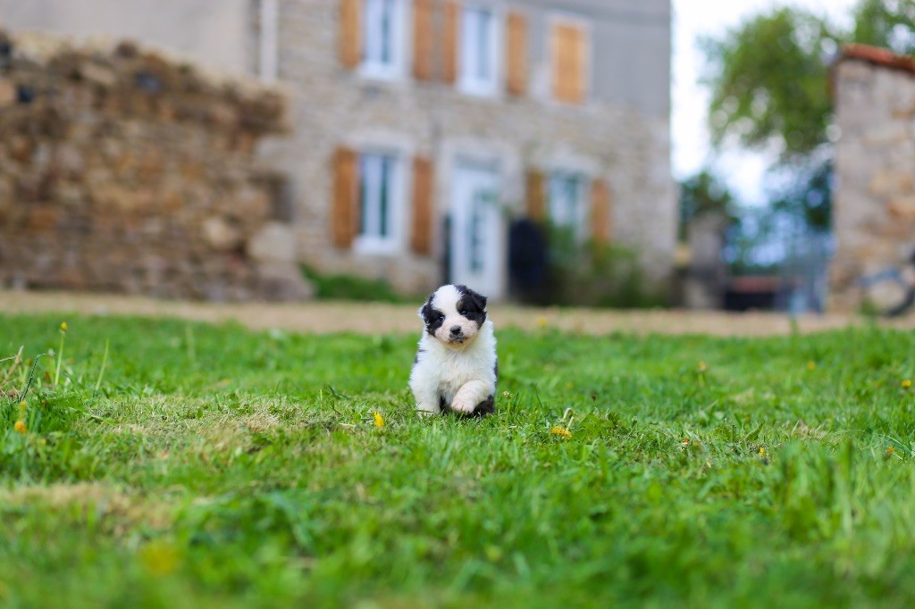 Opal Aussie - Chiots disponibles - Berger Australien
