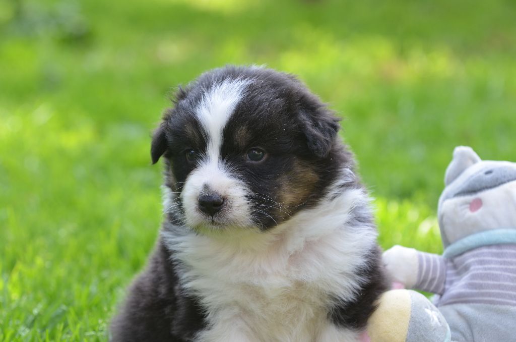 Opal Aussie - Chiots disponibles - Berger Australien