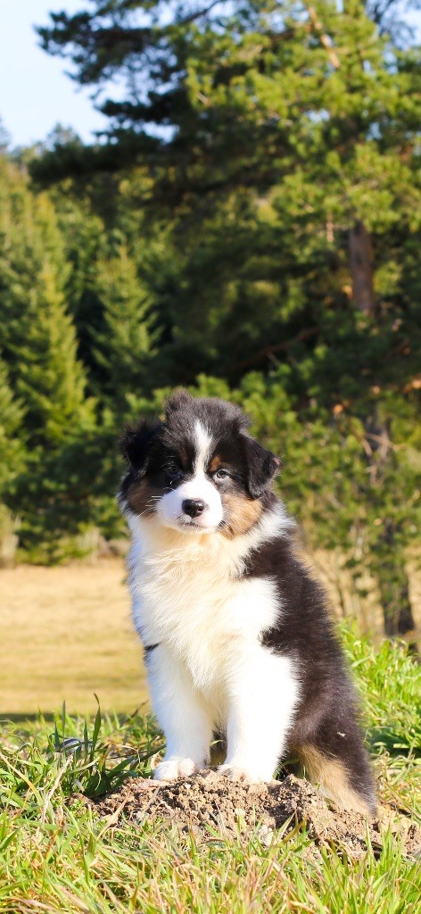 Opal Aussie - Chiots disponibles - Berger Australien