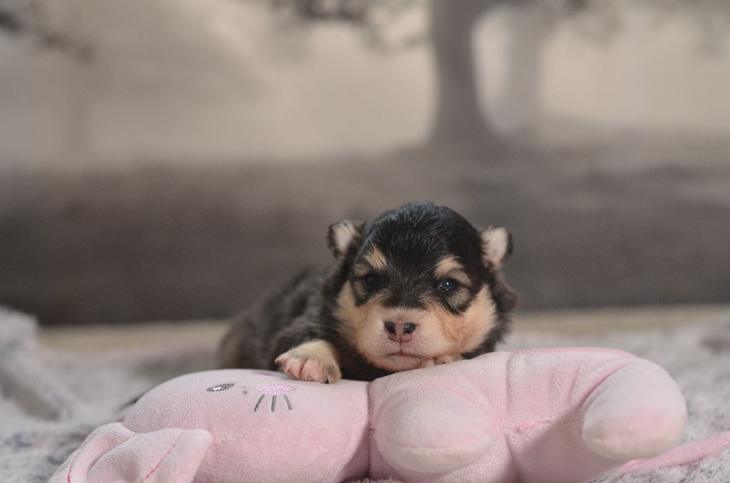 Opal Aussie - Chiots disponibles - Chien finnois de Laponie