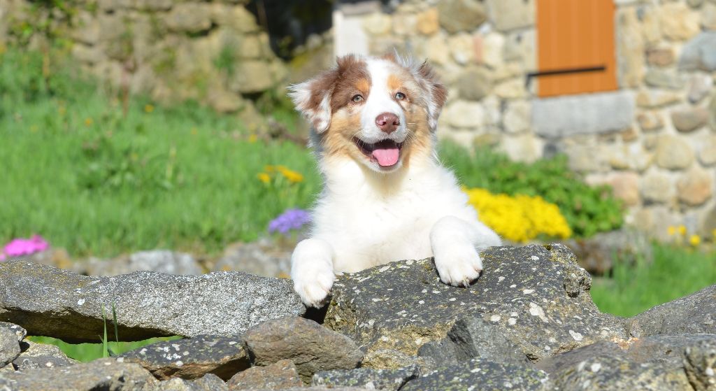 Opal Aussie - Berger Australien - Portée née le 27/01/2025
