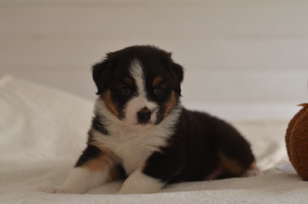Opal Aussie - Chiots disponibles - Berger Australien