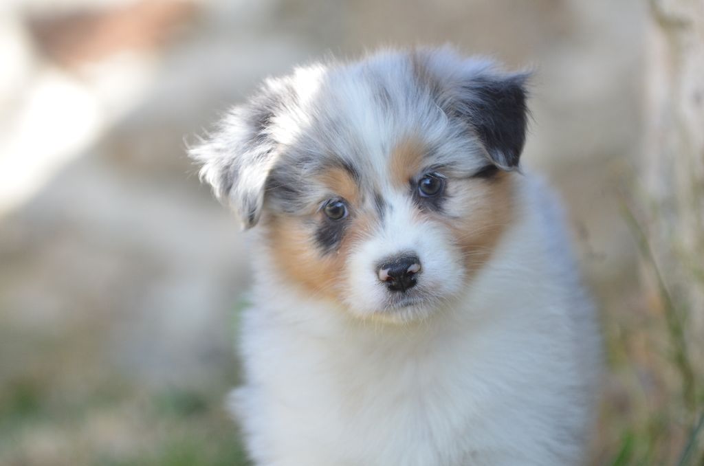Opal Aussie - Chiots disponibles - Berger Australien