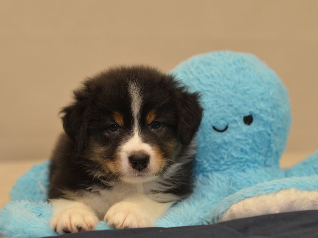 Opal Aussie - Chiots disponibles - Berger Australien