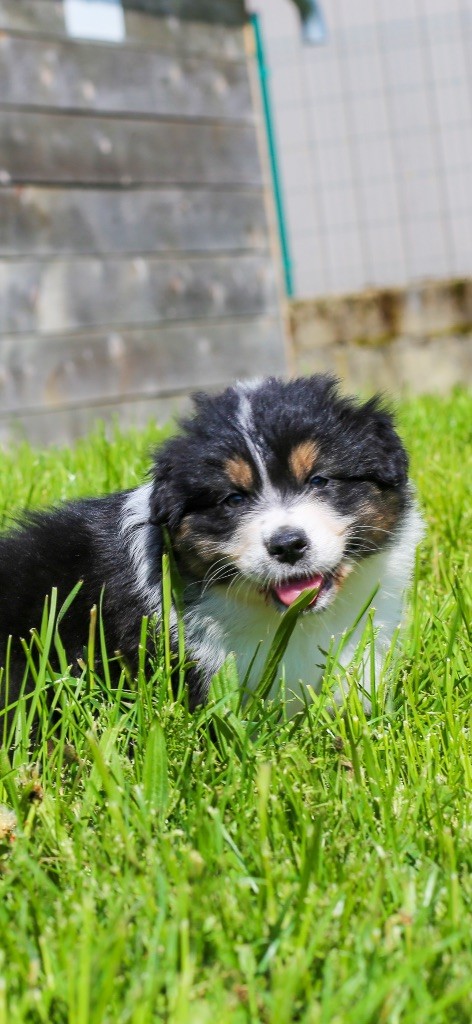 Opal Aussie - Chiots disponibles - Berger Australien