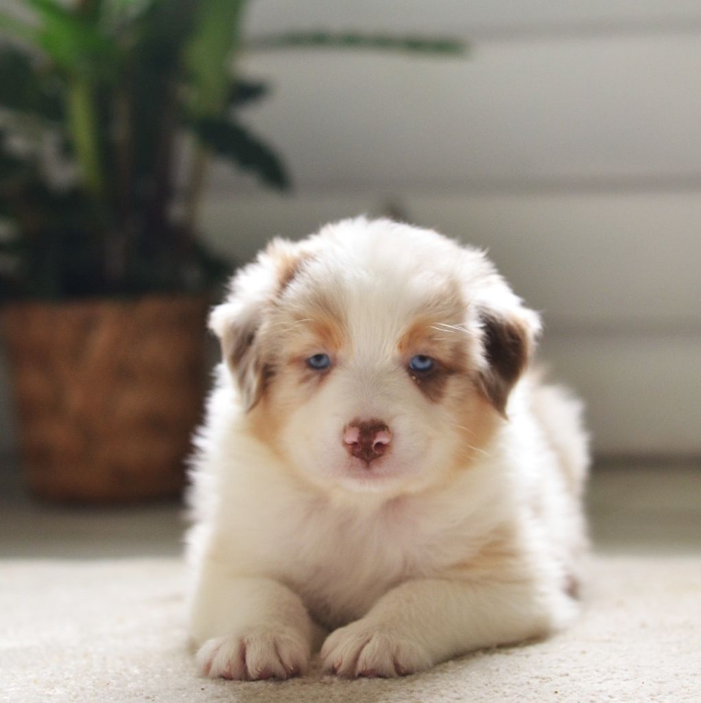 Opal Aussie - Chiots disponibles - Berger Australien