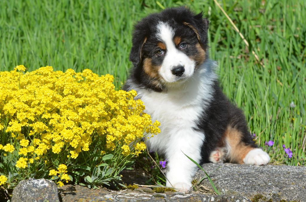 Opal Aussie - Chiots disponibles - Berger Australien