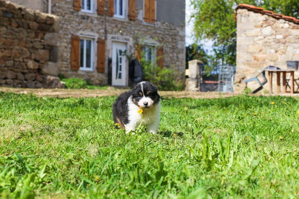 Opal Aussie - Chiots disponibles - Berger Australien
