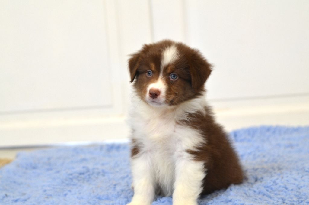 Opal Aussie - Chiots disponibles - Berger Australien