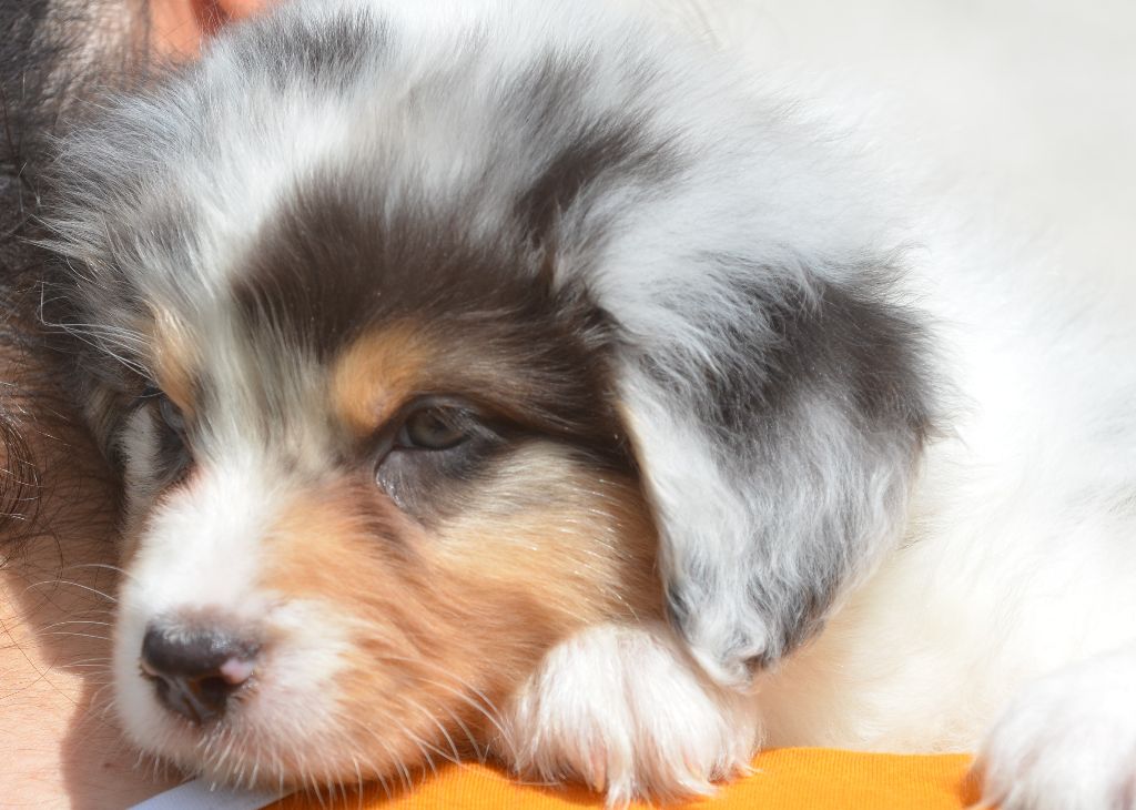 Opal Aussie - Chiots disponibles - Berger Australien