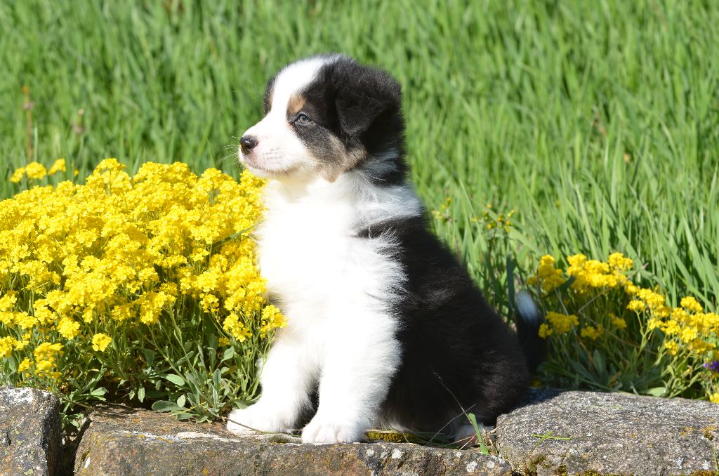Opal Aussie - Chiots disponibles - Berger Australien