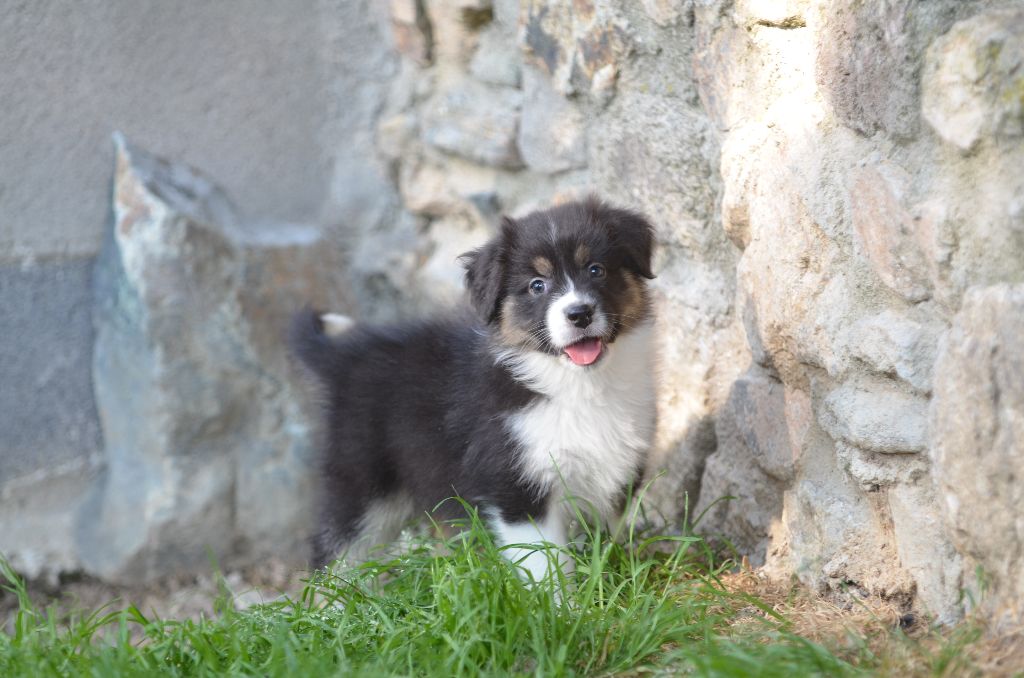 Opal Aussie - Chiots disponibles - Berger Australien