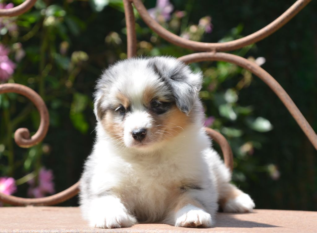 Opal Aussie - Berger Australien - Portée née le 19/05/2025