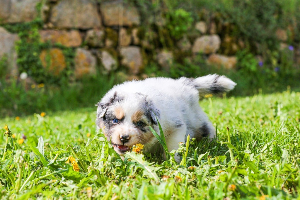 Opal Aussie - Chiots disponibles - Berger Australien