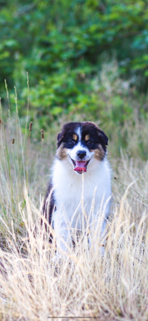 Opal Aussie - Chiots disponibles - Berger Australien