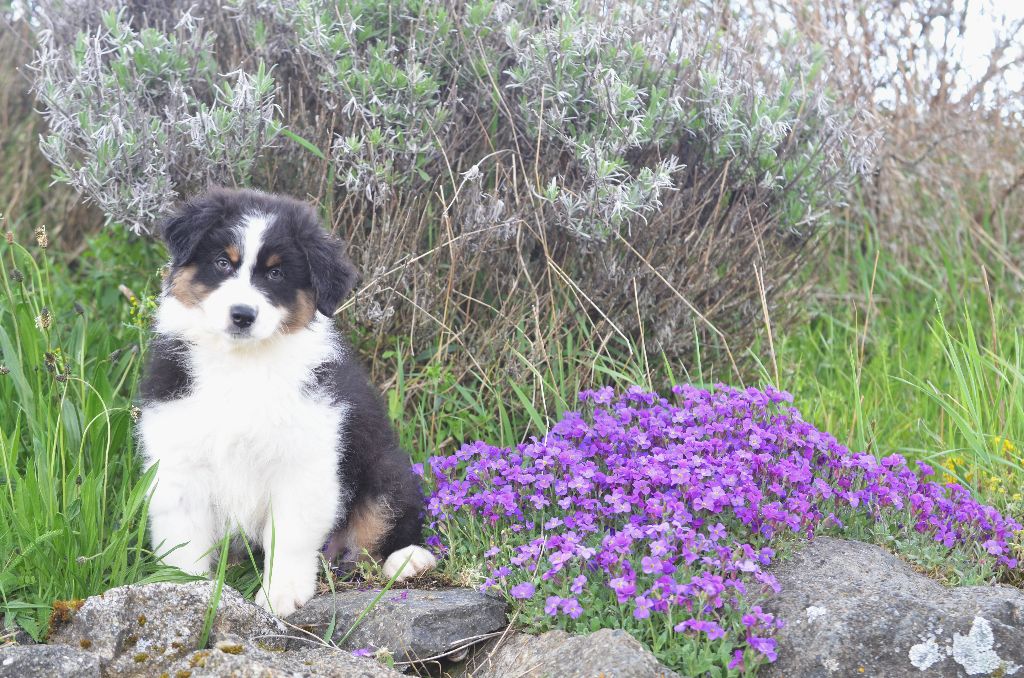 Opal Aussie - Chiots disponibles - Berger Australien