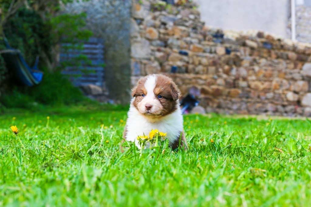 Opal Aussie - Chiots disponibles - Berger Australien
