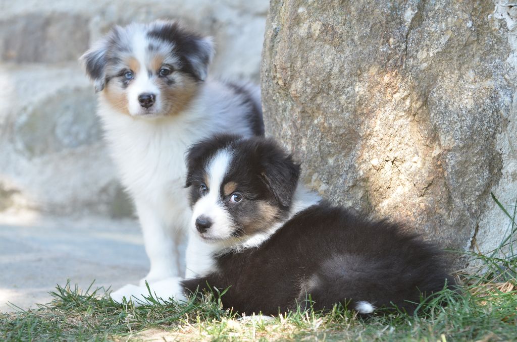 Opal Aussie - Berger Australien - Portée née le 29/06/2025
