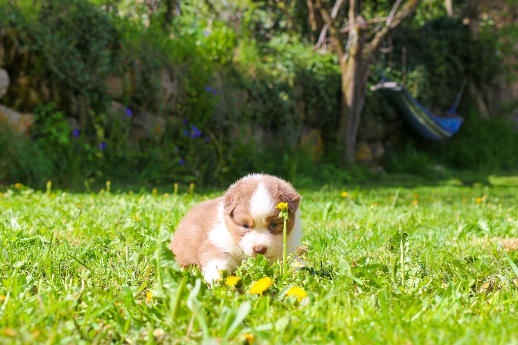 Opal Aussie - Chiots disponibles - Berger Australien