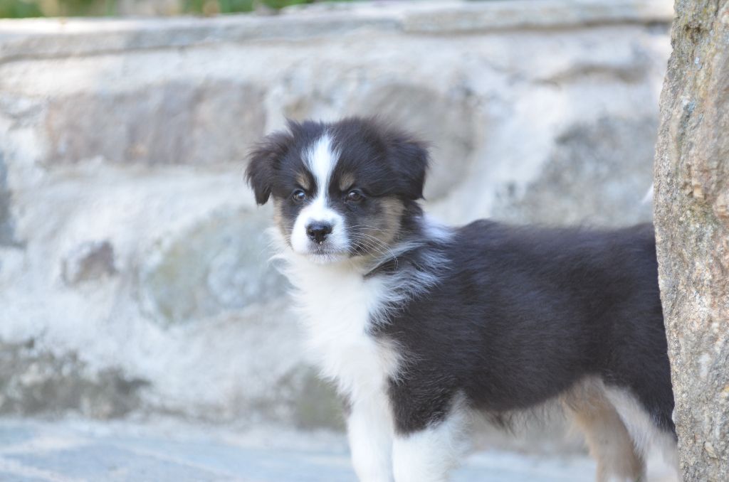 Opal Aussie - Chiots disponibles - Berger Australien