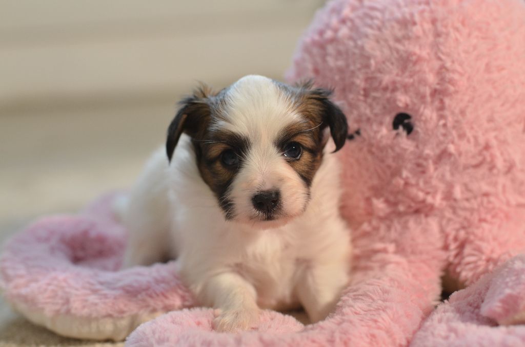 Opal Aussie - Chiots disponibles - Epagneul nain Continental (Papillon)