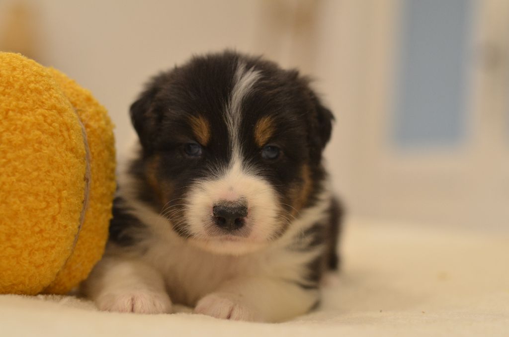 Opal Aussie - Chiots disponibles - Berger Australien