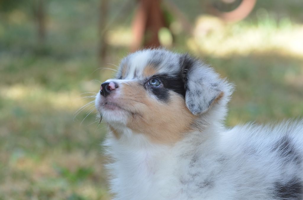 Opal Aussie - Berger Australien - Portée née le 19/05/2025