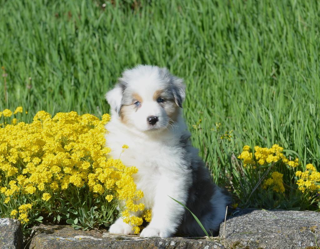 Opal Aussie - Chiots disponibles - Berger Australien